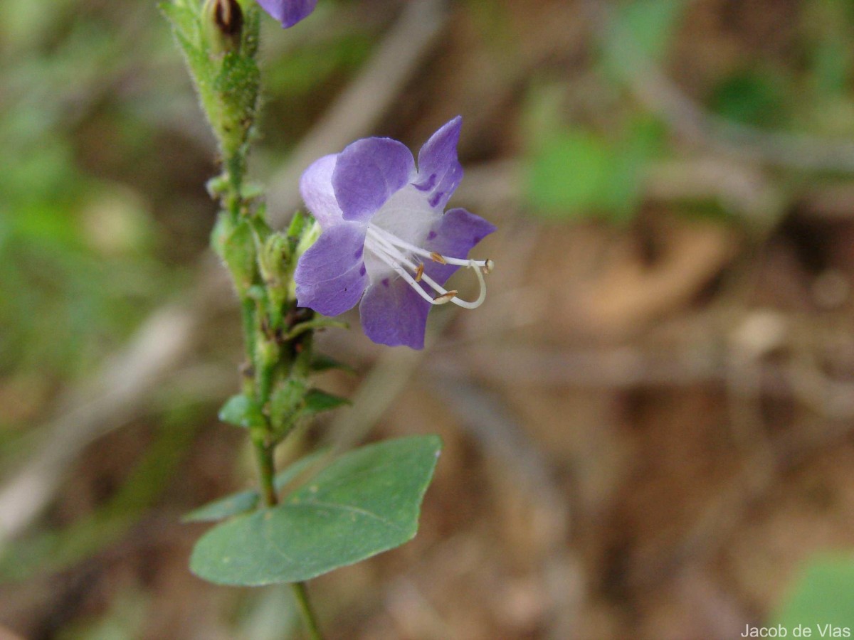 Strobilanthes cordifolia (Vahl) J.R.I.Wood